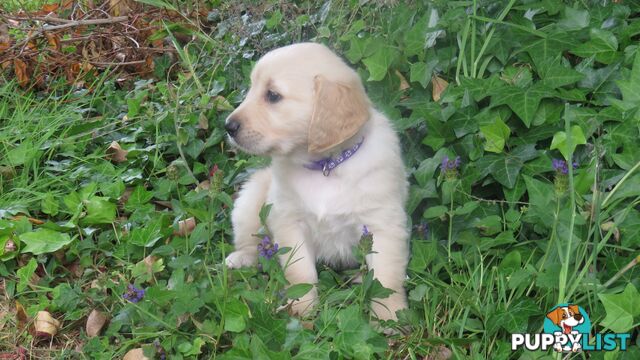 Golden retriever puppies