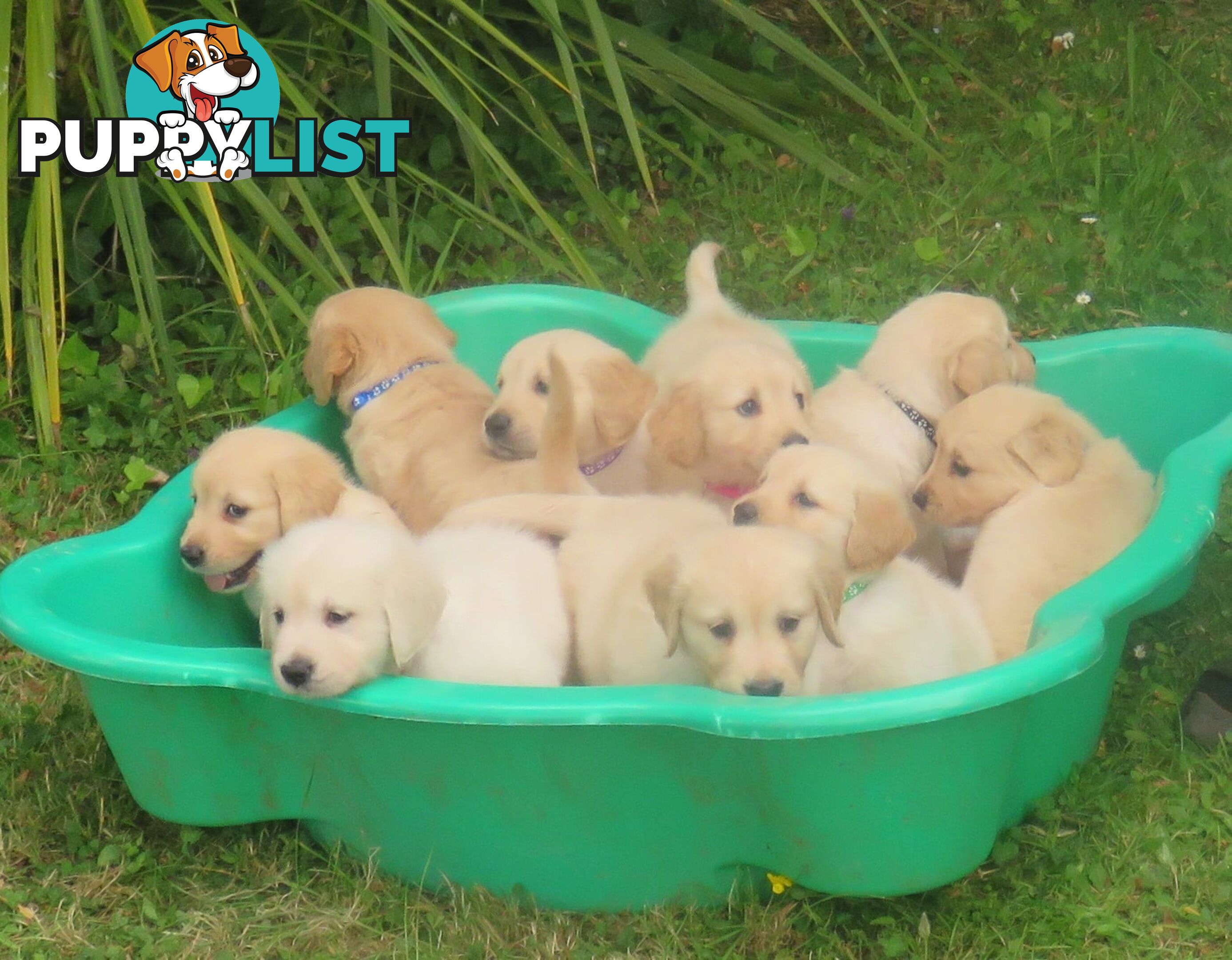 Golden retriever puppies