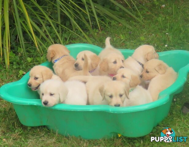 Golden retriever puppies