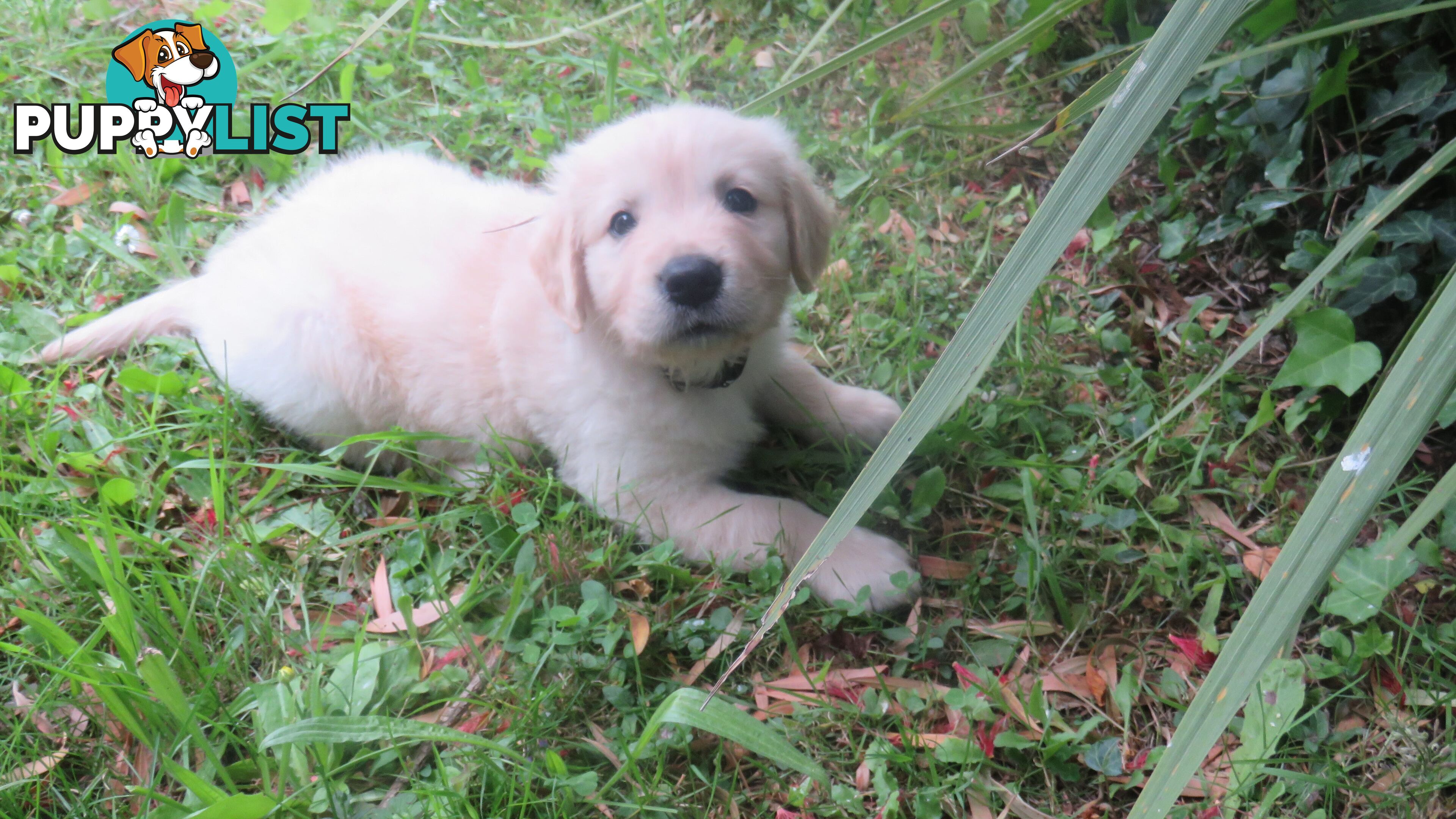 Golden retriever puppies