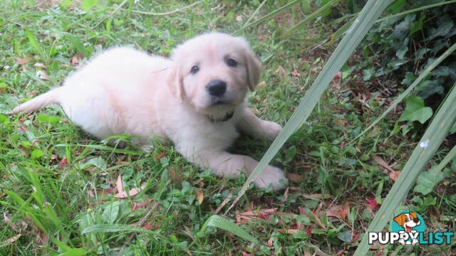 Golden retriever puppies