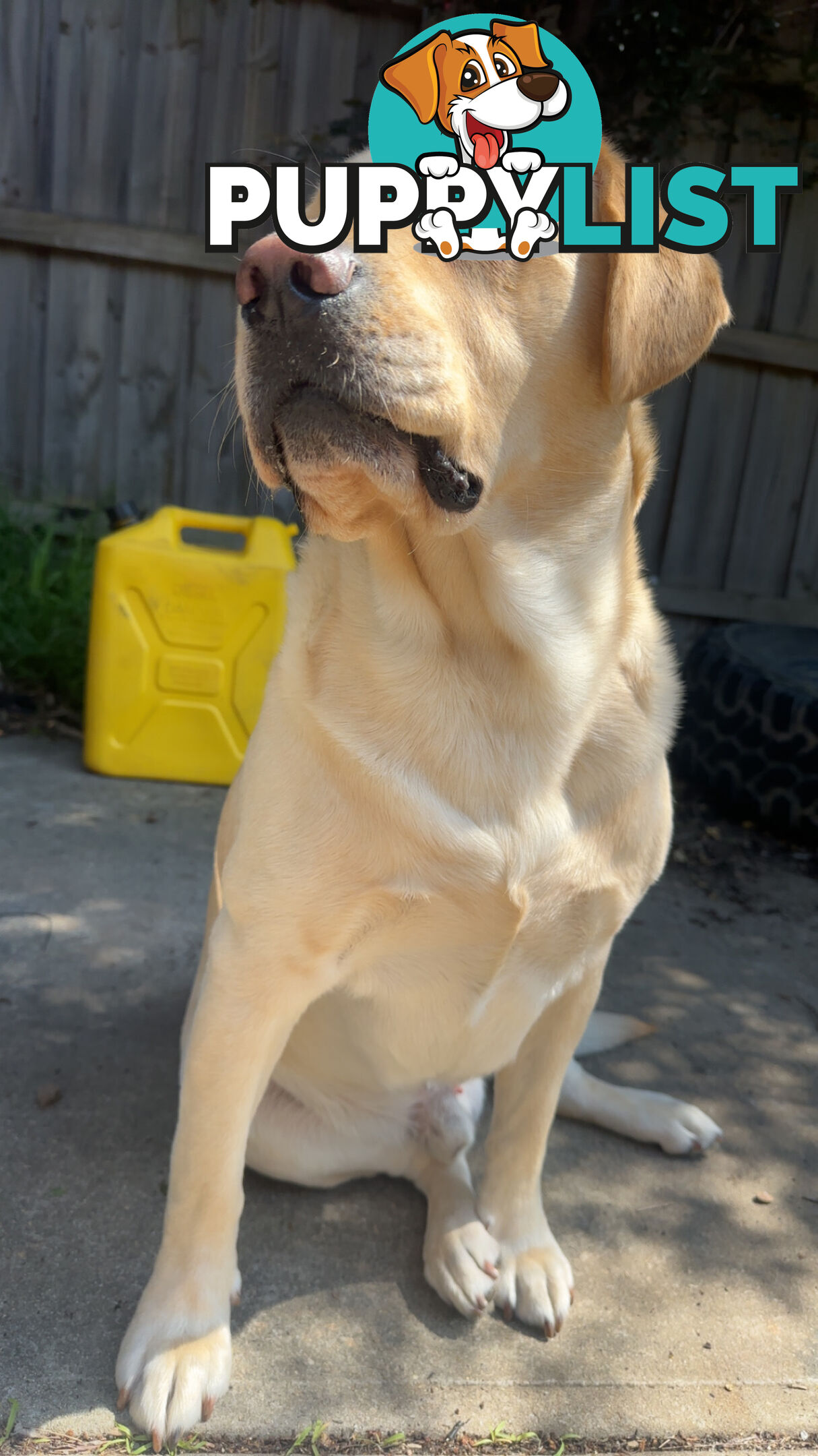 Labrador for studding