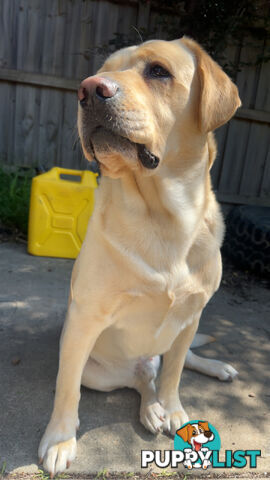 Labrador for studding