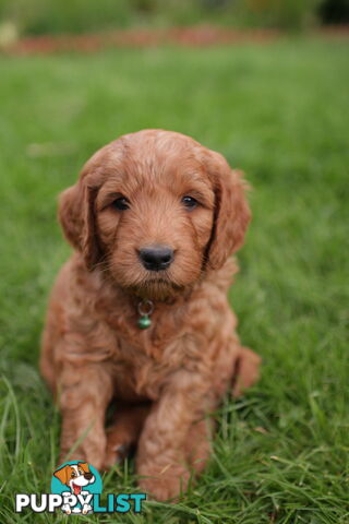 F1 Standard Red Groodle Puppies in Upwey, VIC