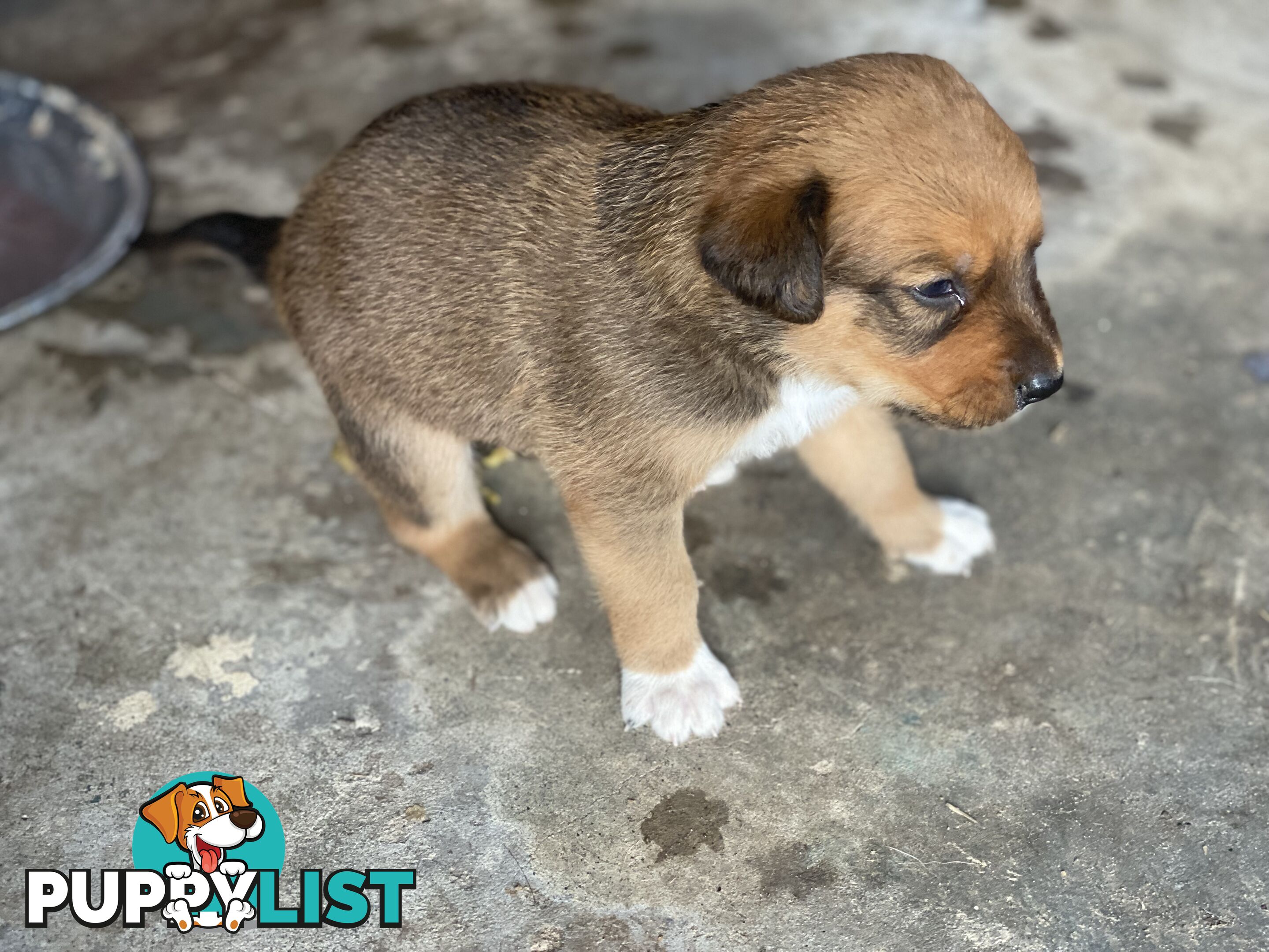 Border collie cross