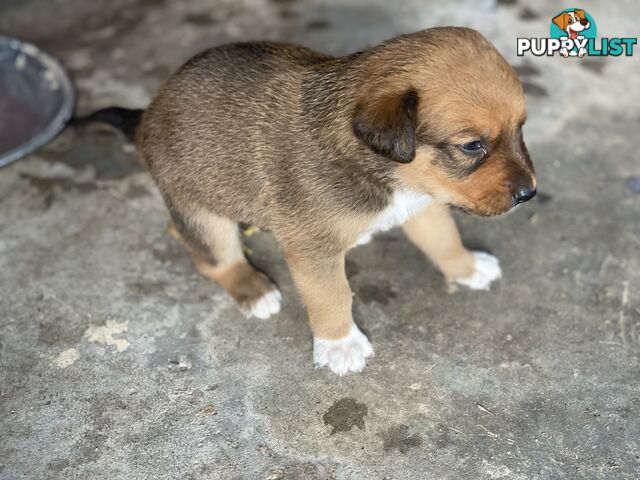 Border collie cross