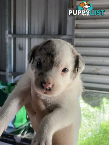 Border collie cross