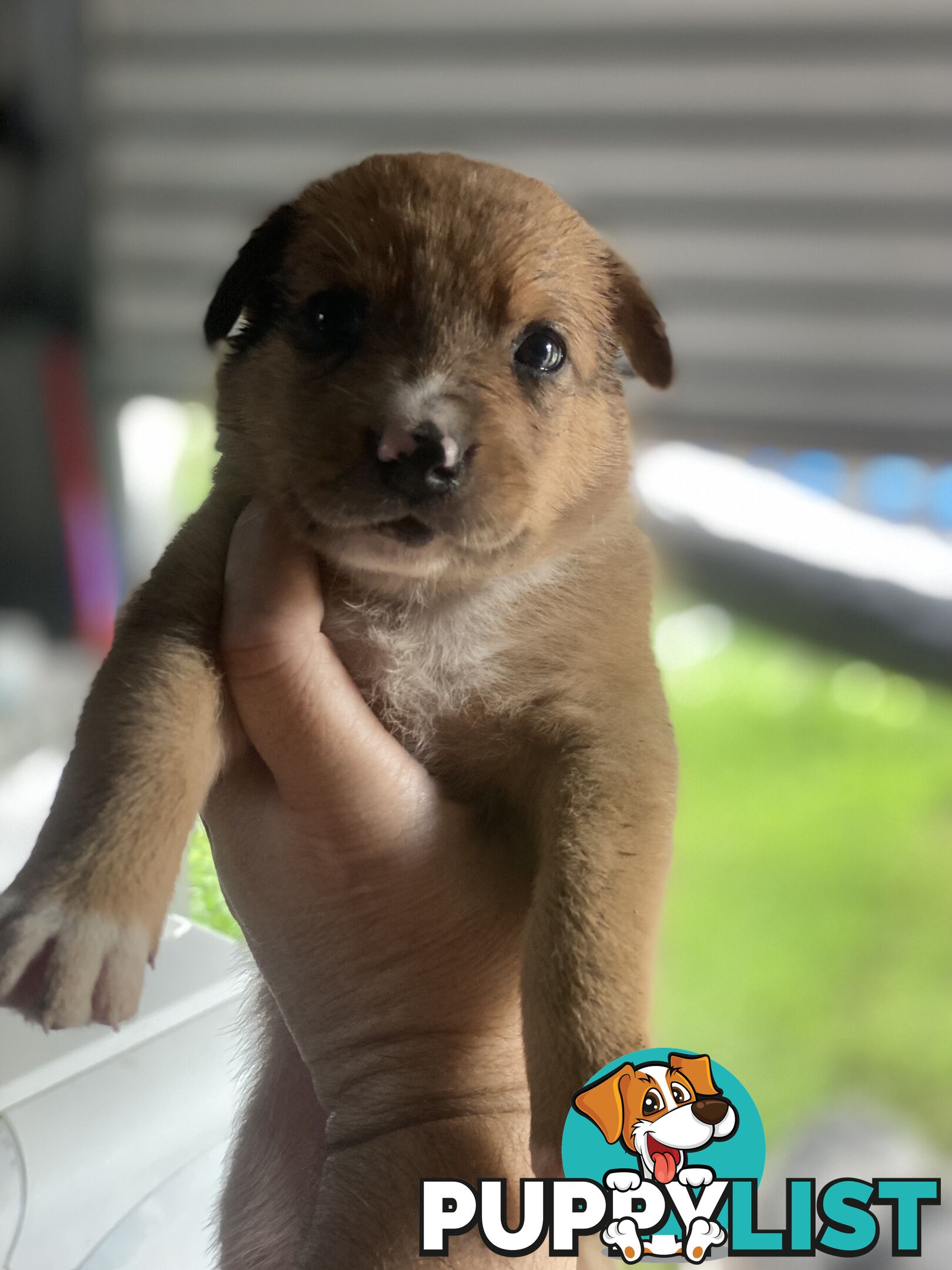 Border collie cross