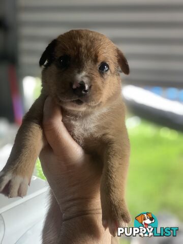 Border collie cross