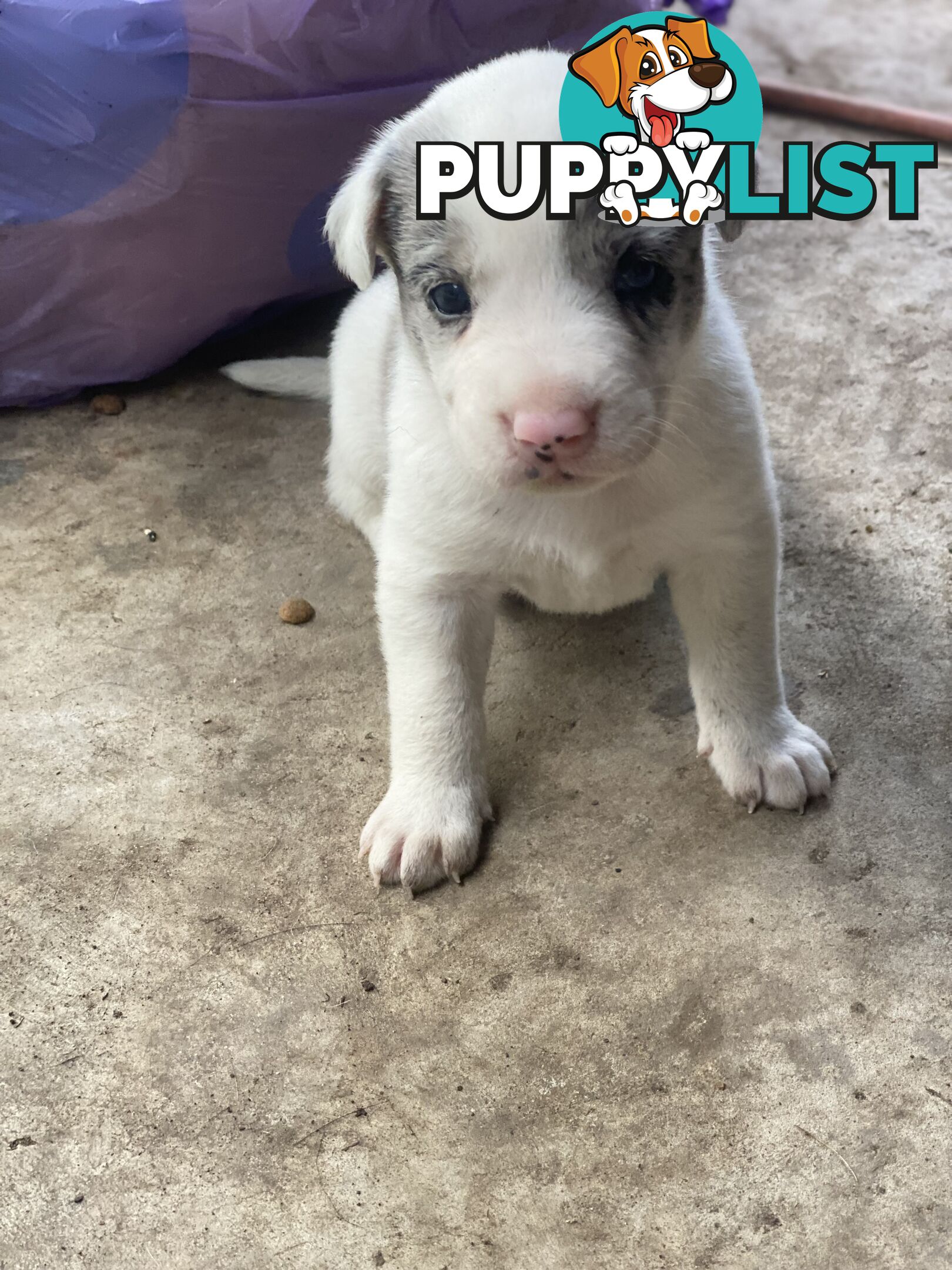 Border collie cross