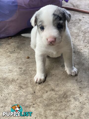 Border collie cross