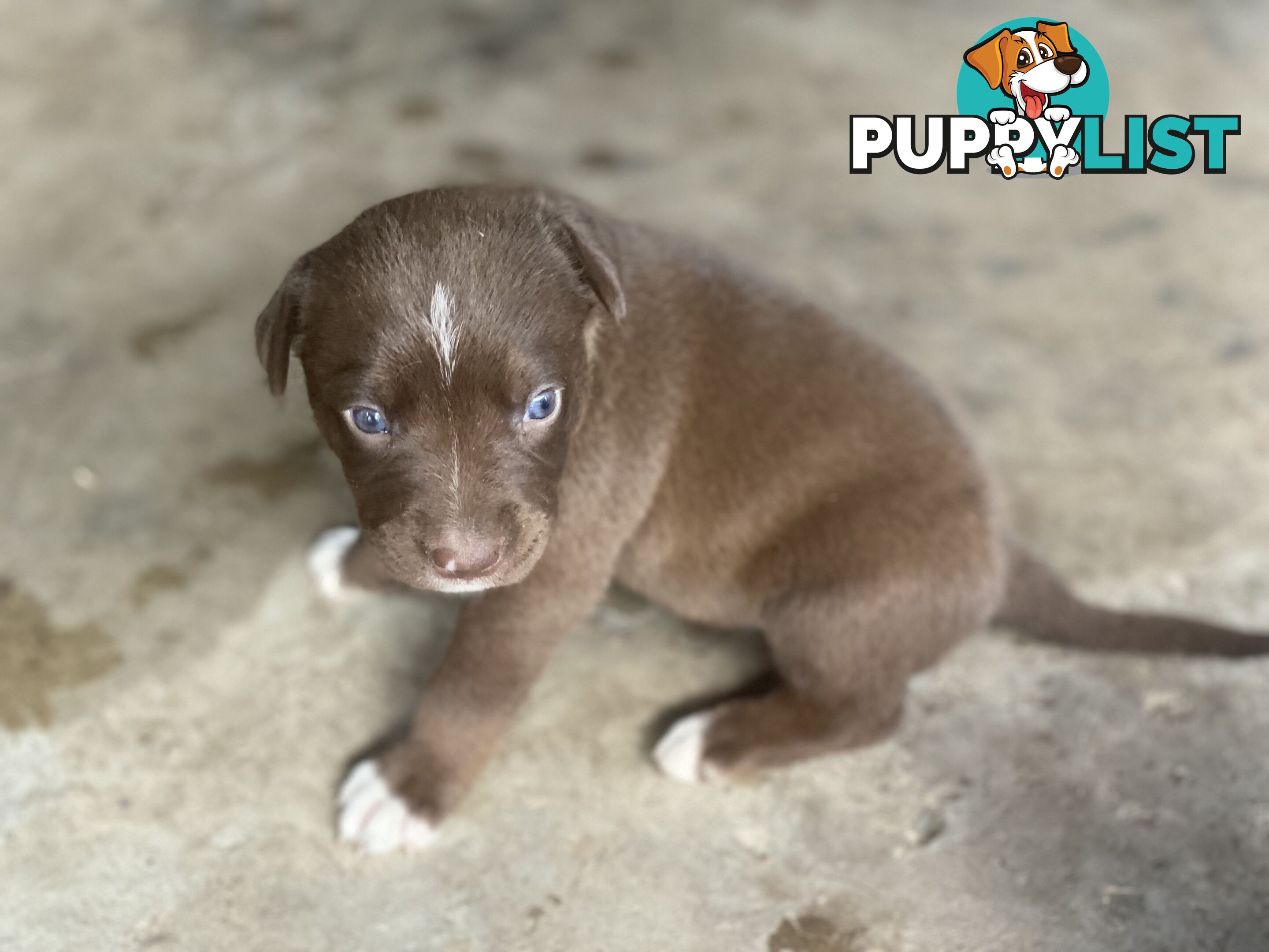 Border collie cross