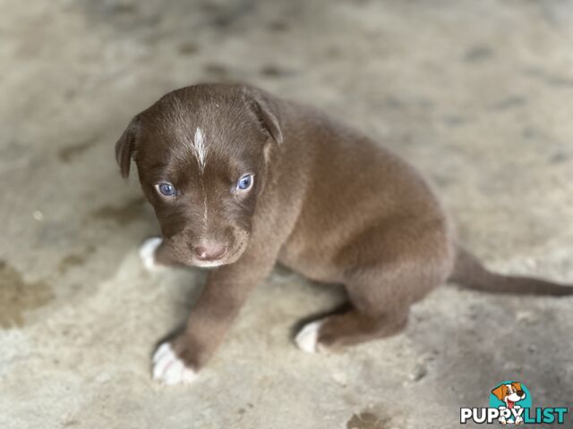 Border collie cross