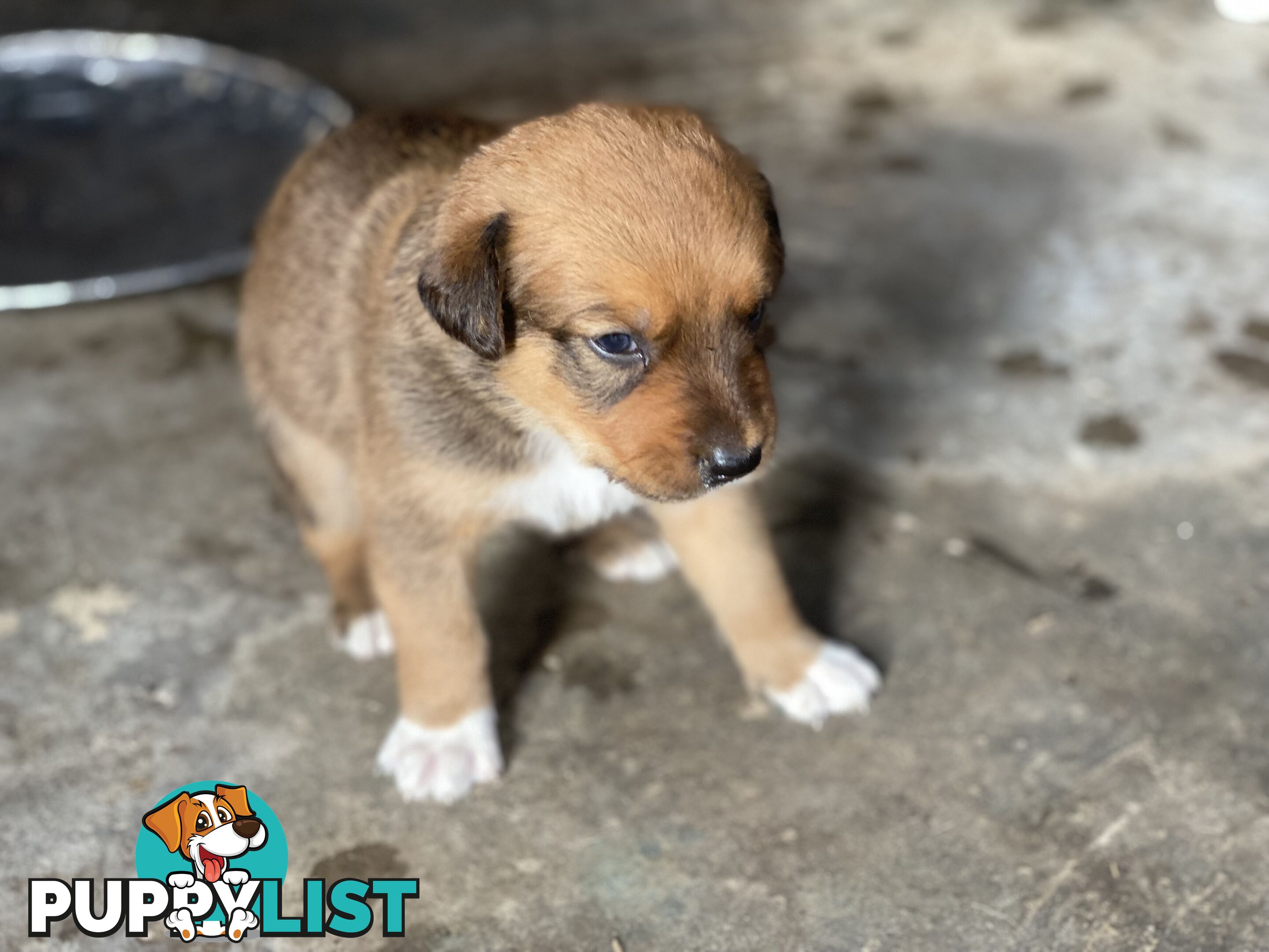 Border collie cross