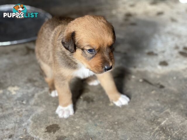 Border collie cross