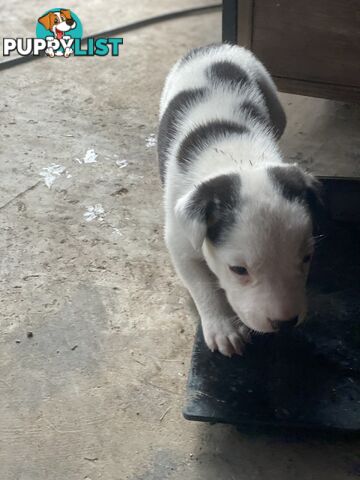 Border collie cross