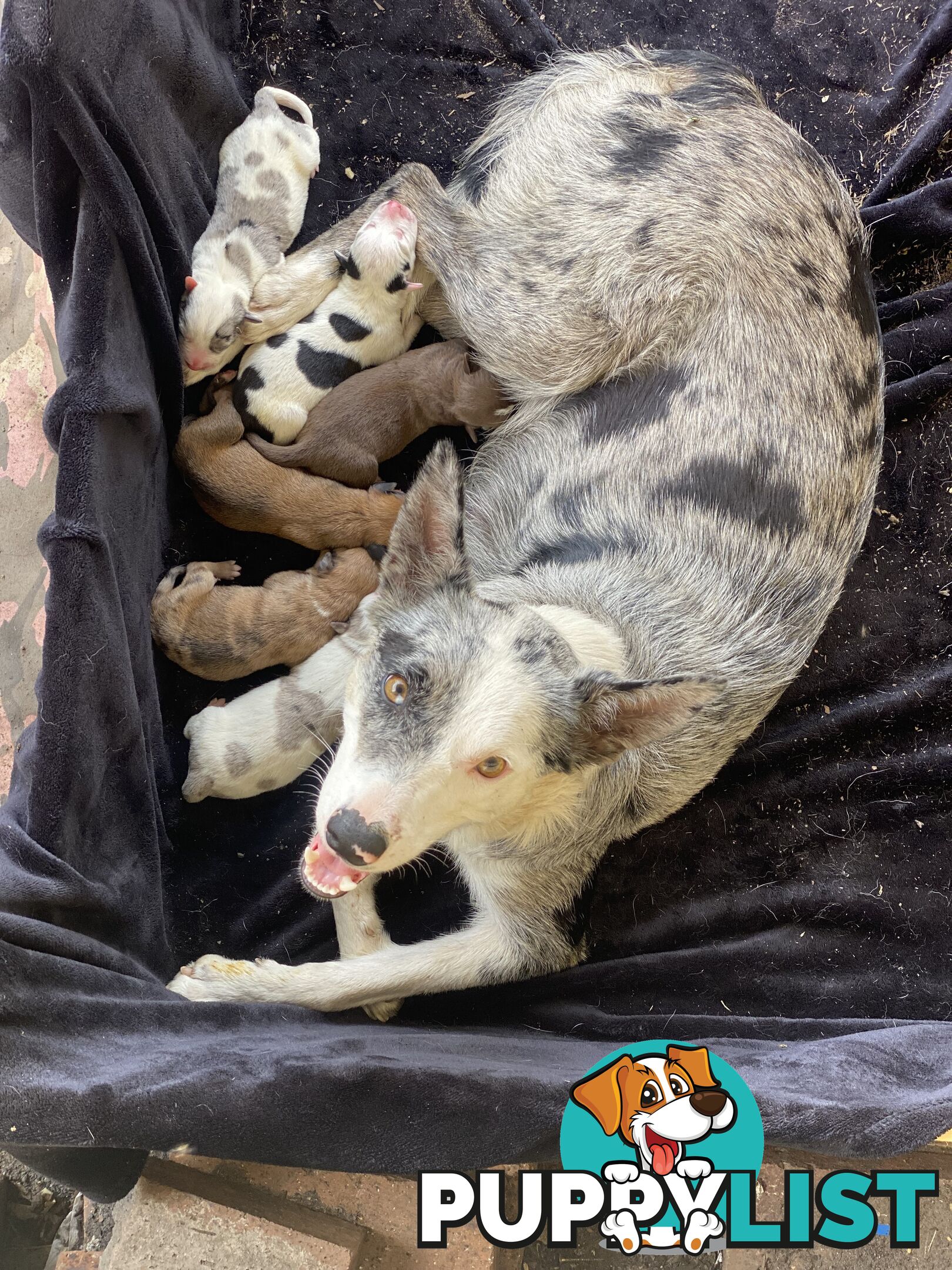 Border collie cross