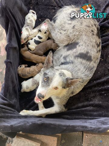 Border collie cross