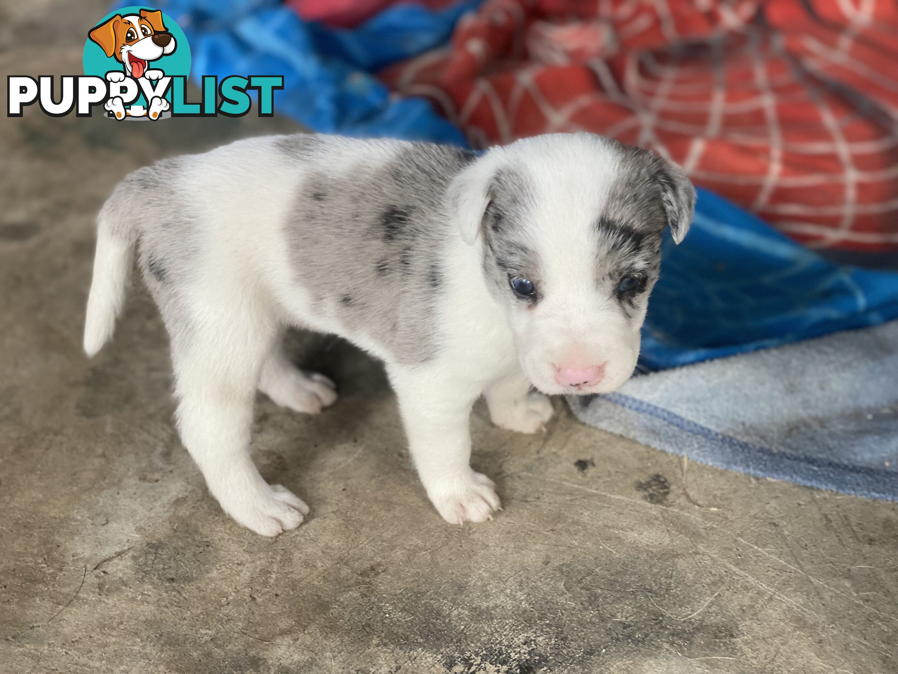 Border collie cross