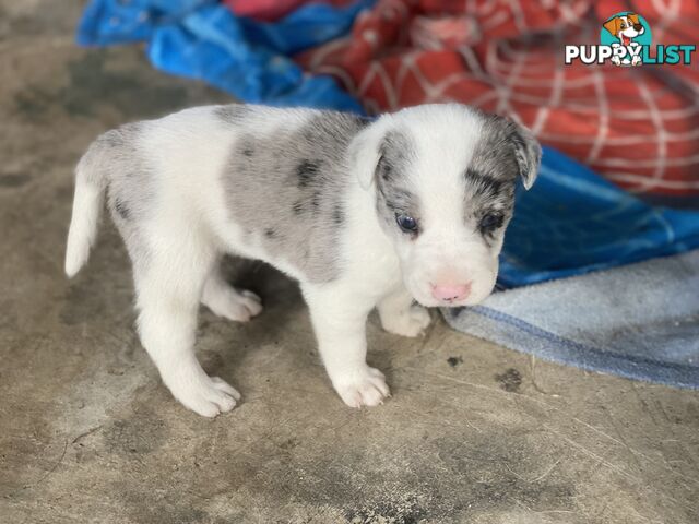 Border collie cross