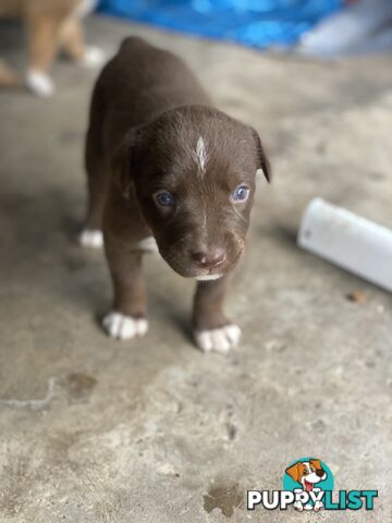 Border collie cross