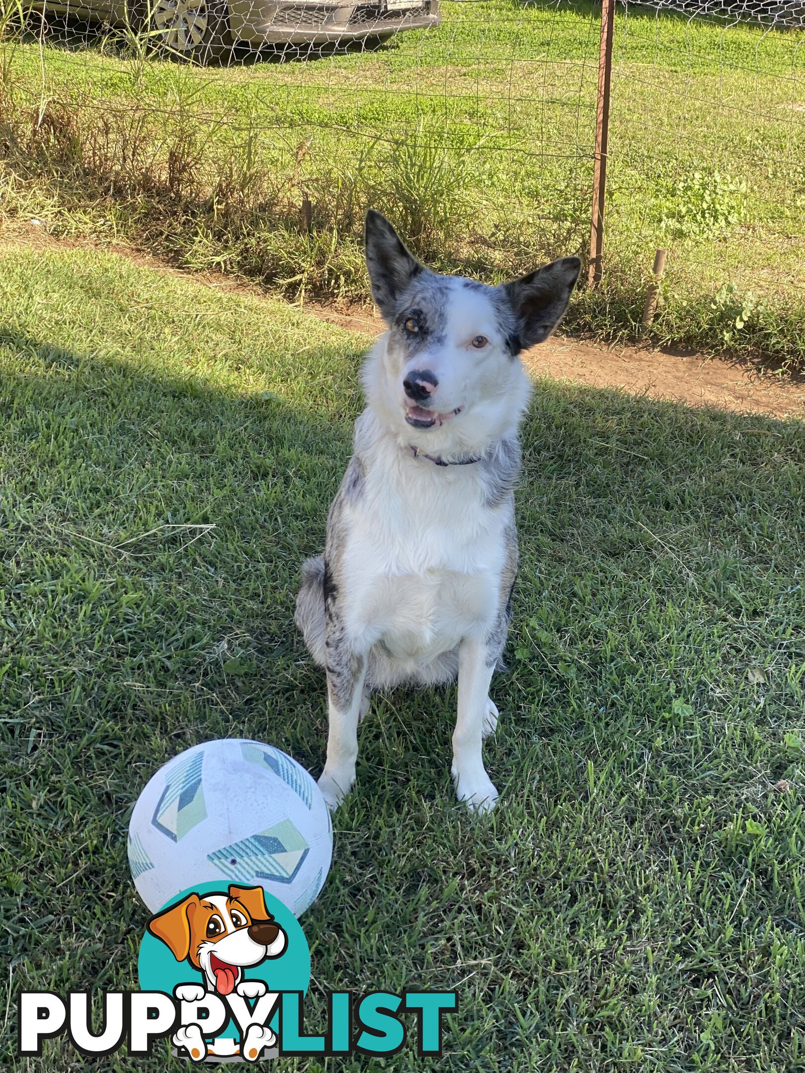 Border collie cross