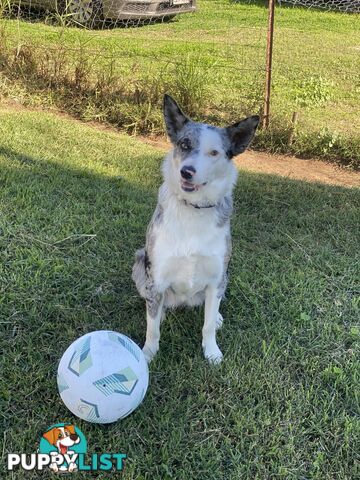 Border collie cross