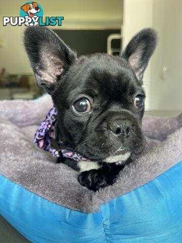 French bulldog