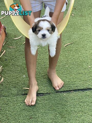 Maltese shih tzu puppies