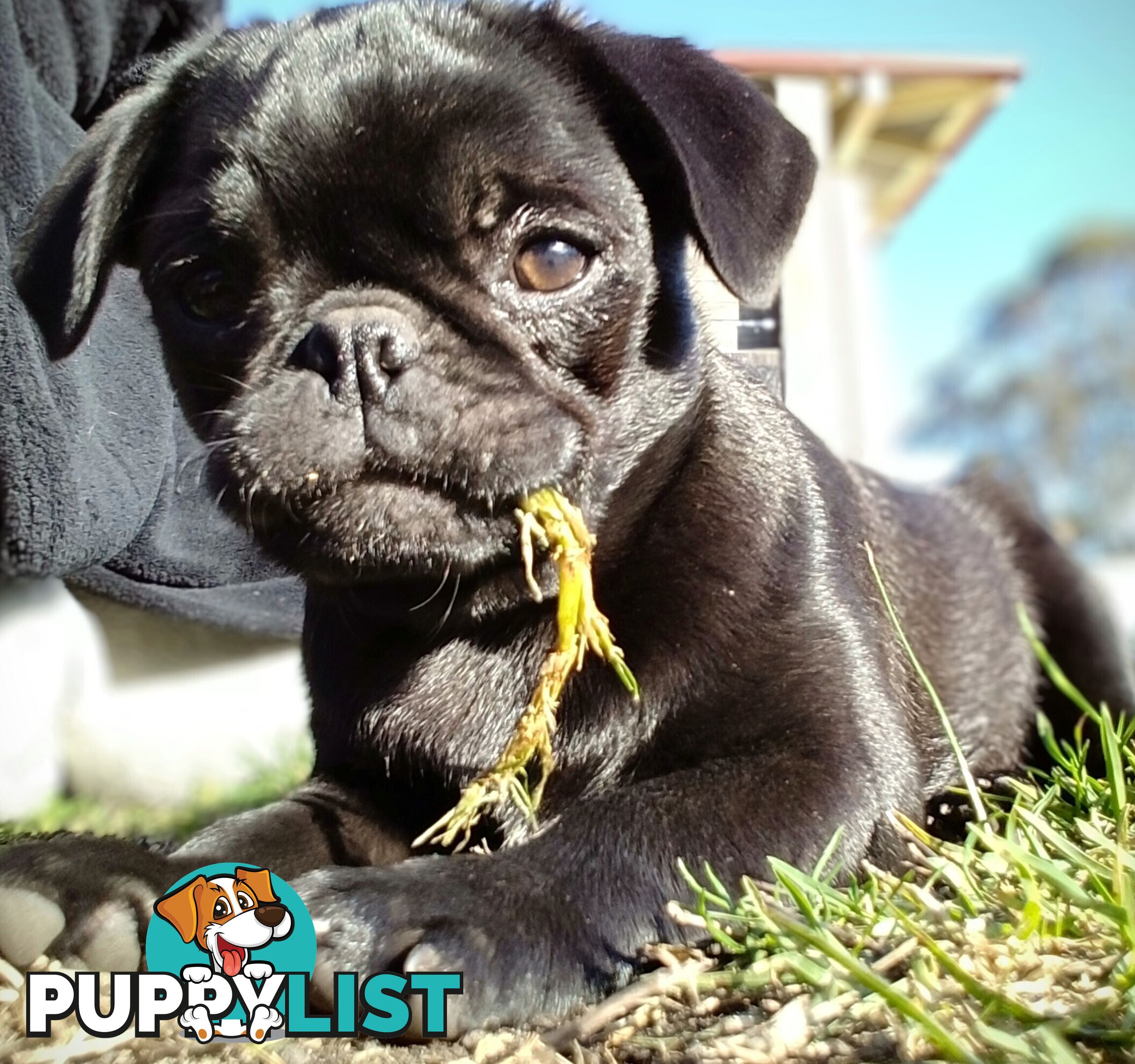 Pug girls purebred