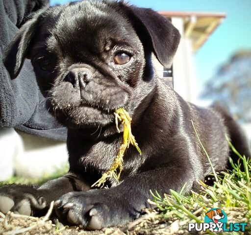 Pug girls purebred