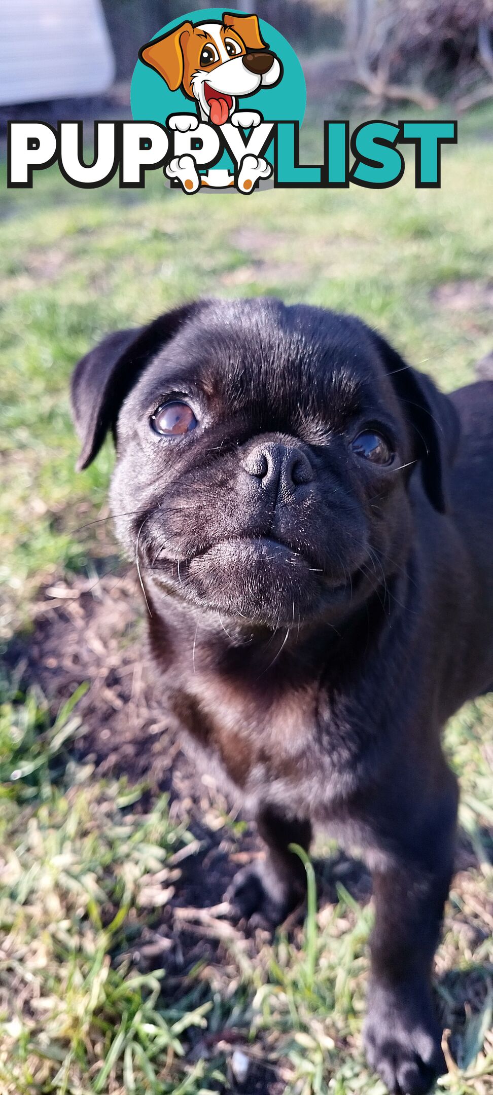 Pug girls purebred