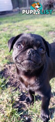 Pug girls purebred
