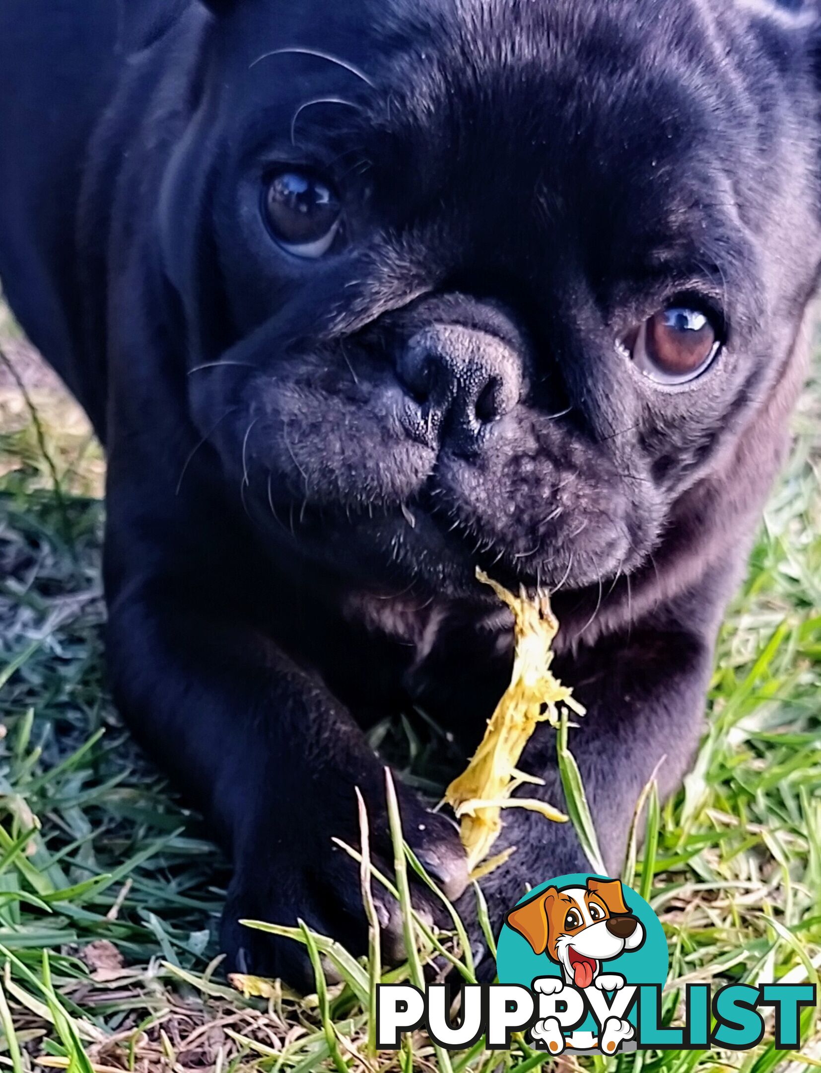 Pug girls purebred