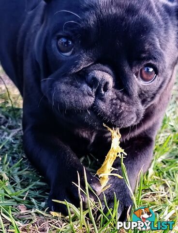 Pug girls purebred