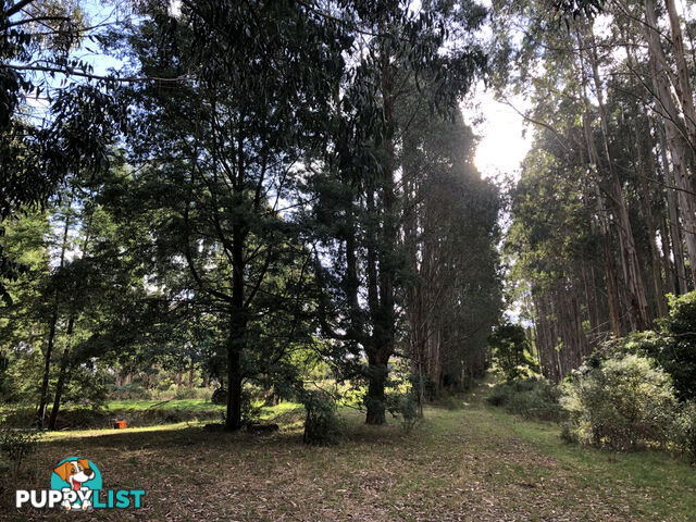 606 Woomera Creek Rd TOORA VIC 3962