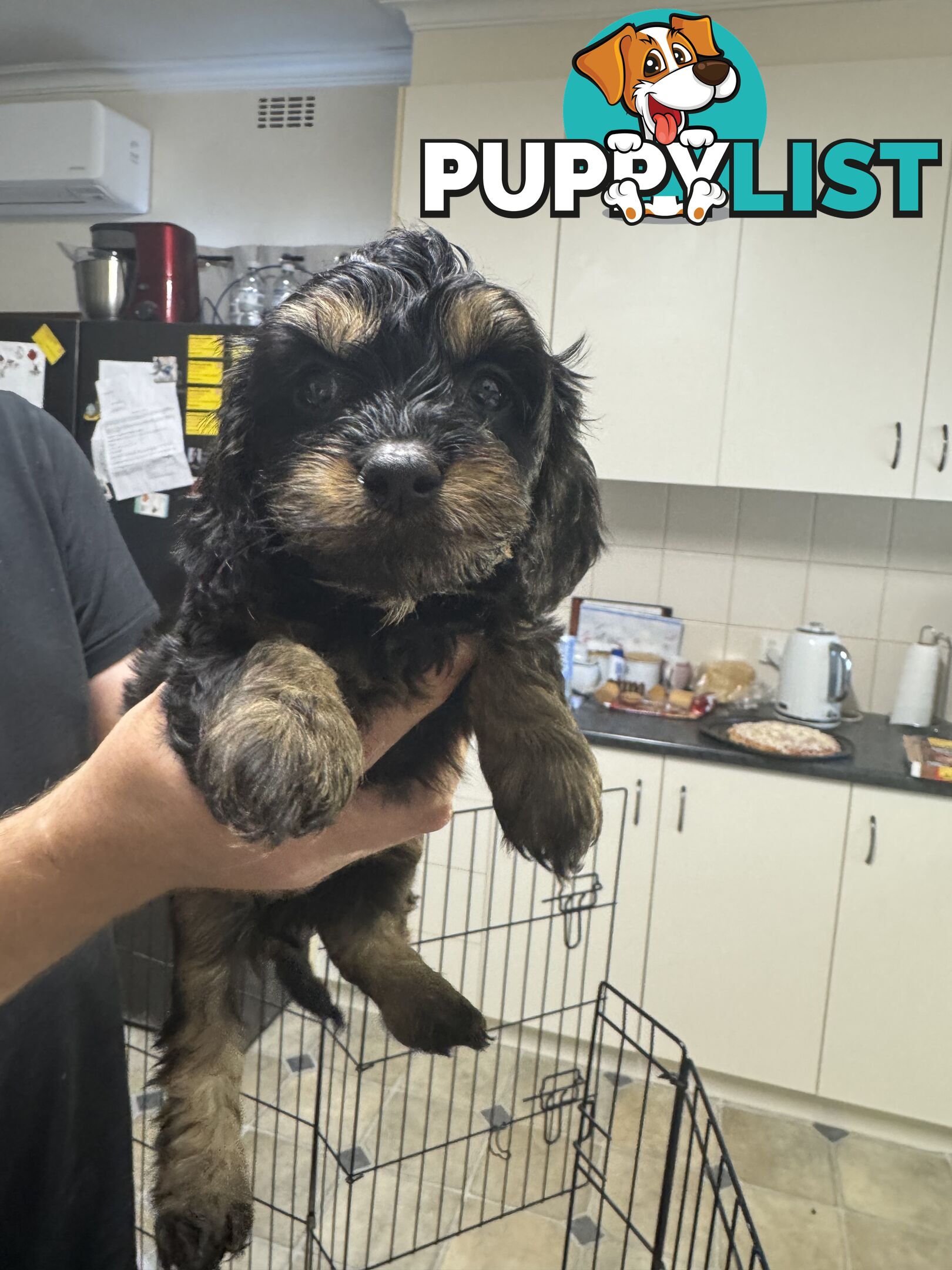 Toy Cavoodle puppies