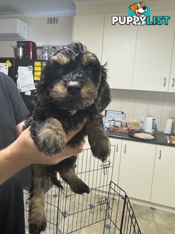 Toy Cavoodle puppies