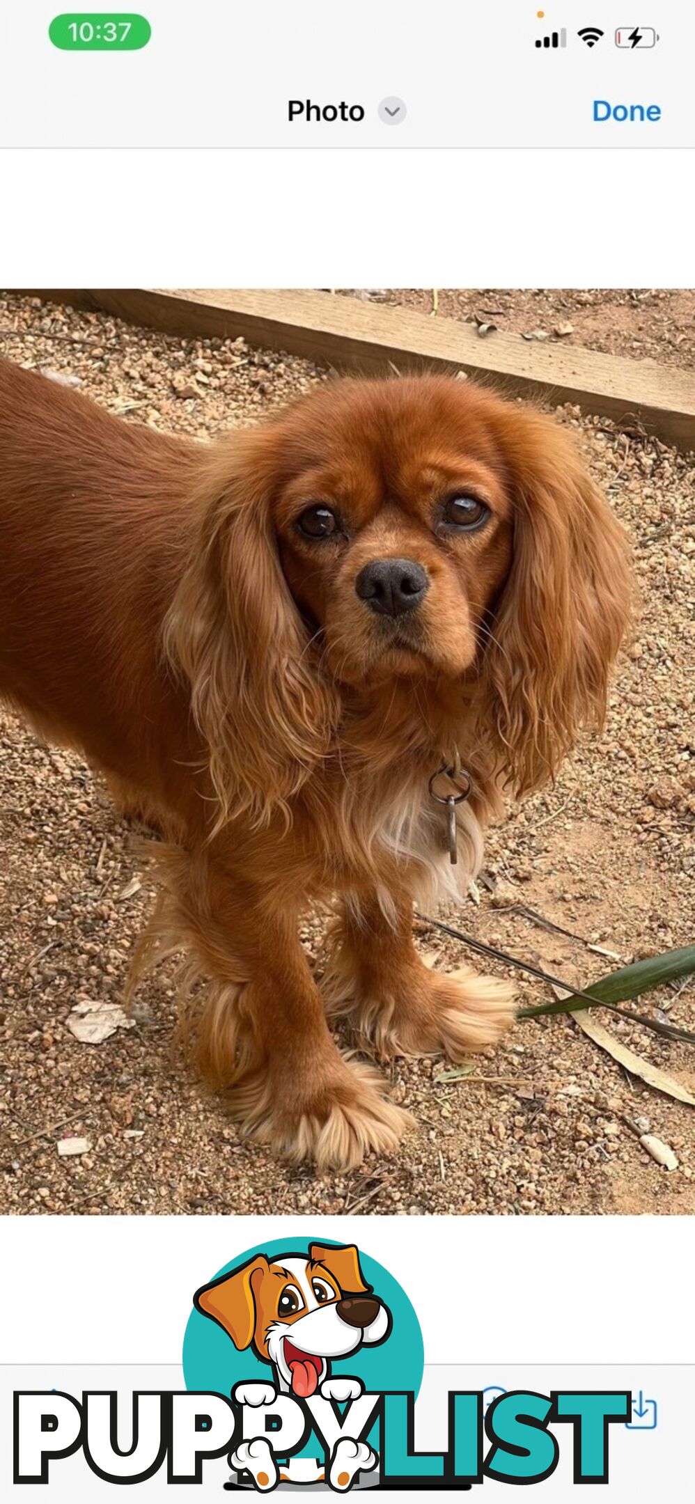 Toy Cavoodle puppies