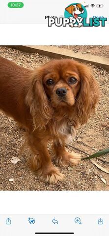 Toy Cavoodle puppies