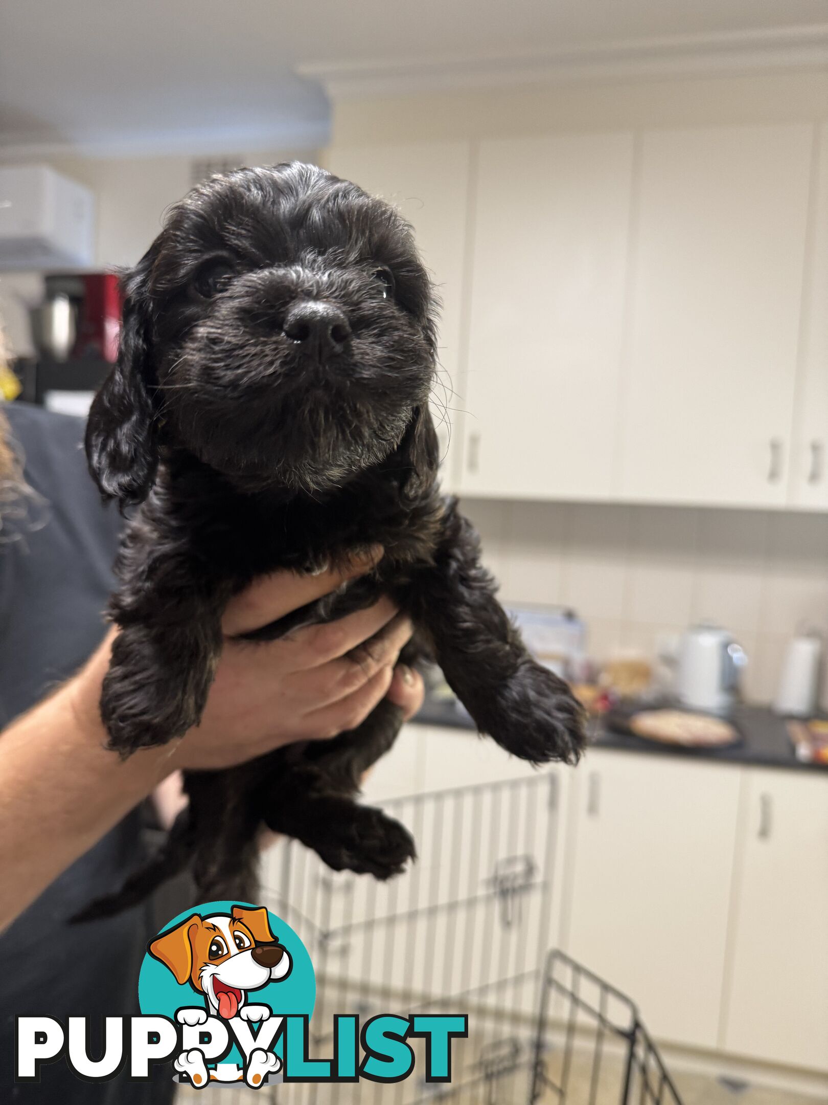 Toy Cavoodle puppies