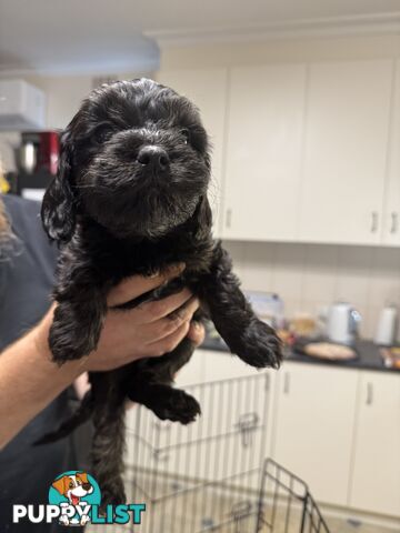 Toy Cavoodle puppies