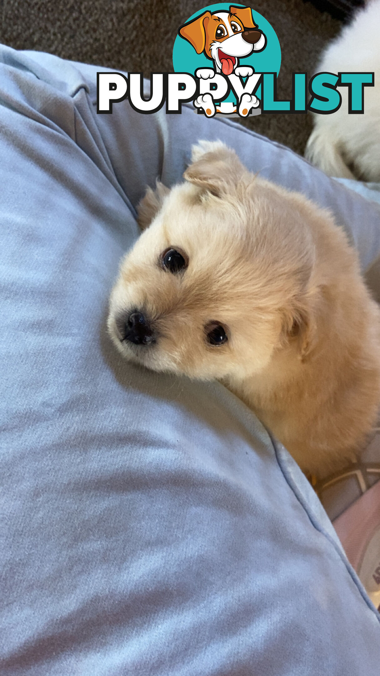Pomeranian Puppies