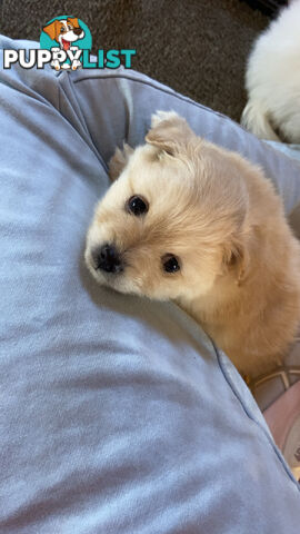 Pomeranian Puppies