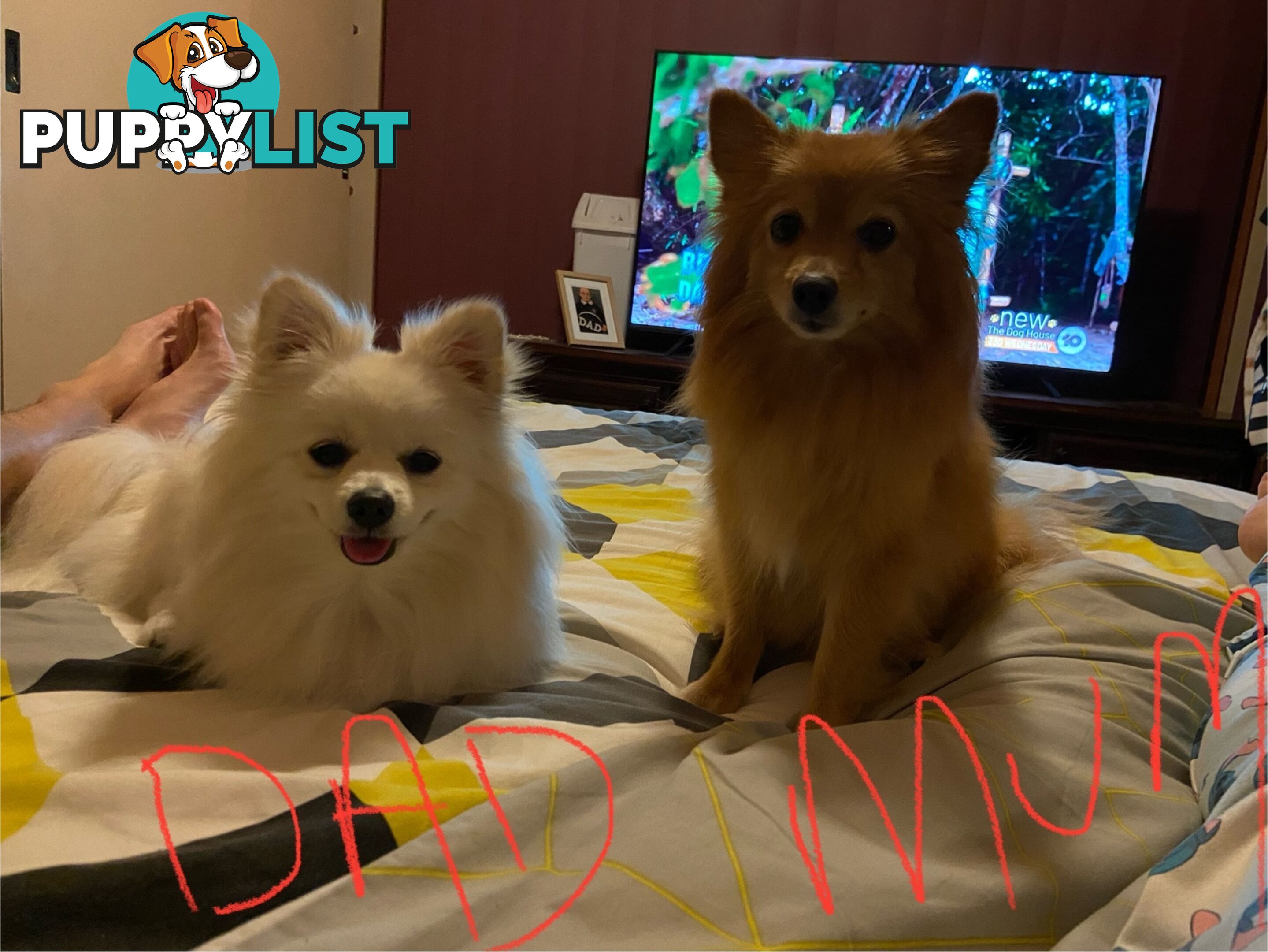 Pomeranian Puppies