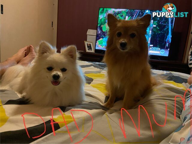 Pomeranian Puppies