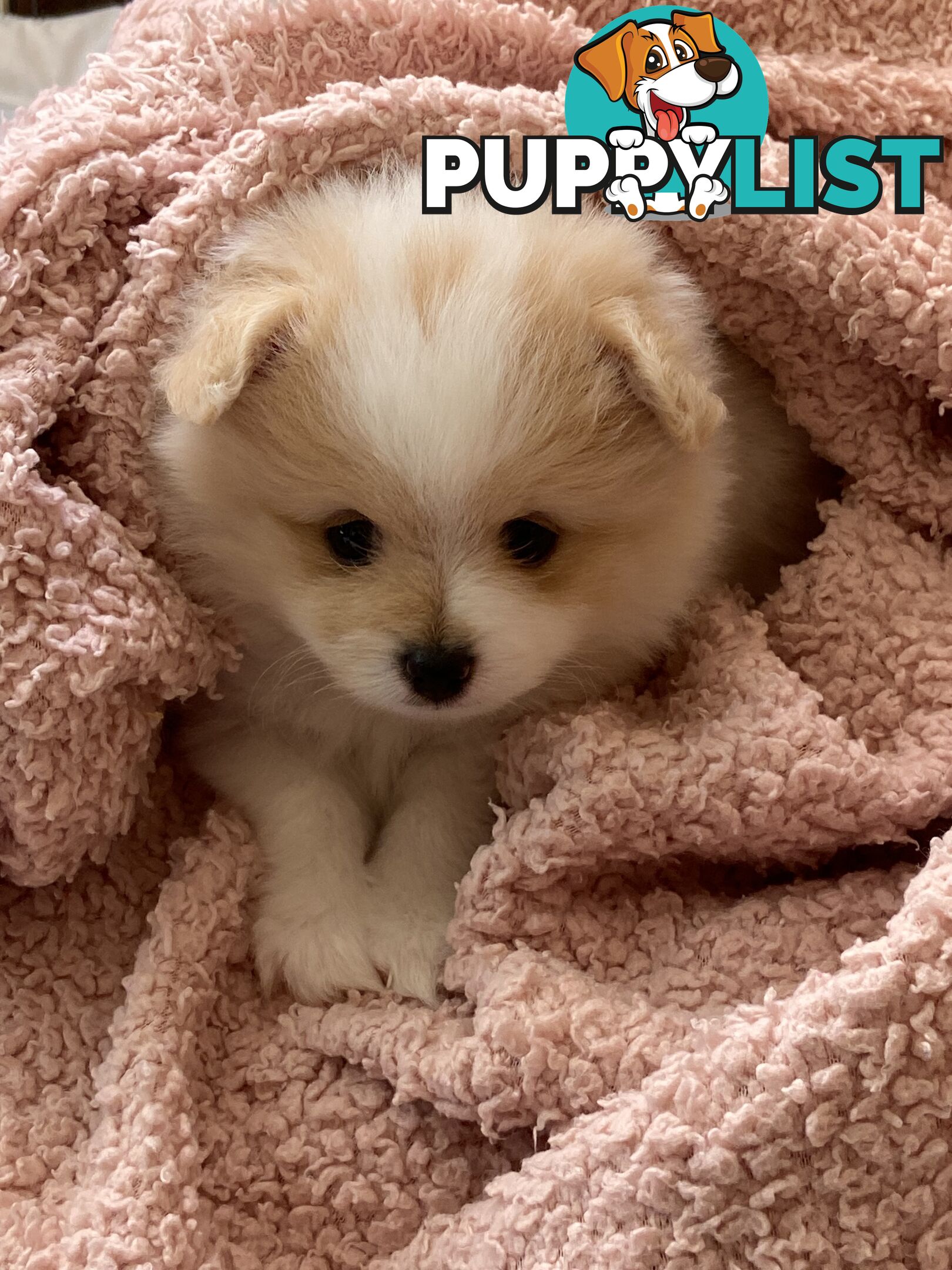 Pomeranian Puppies