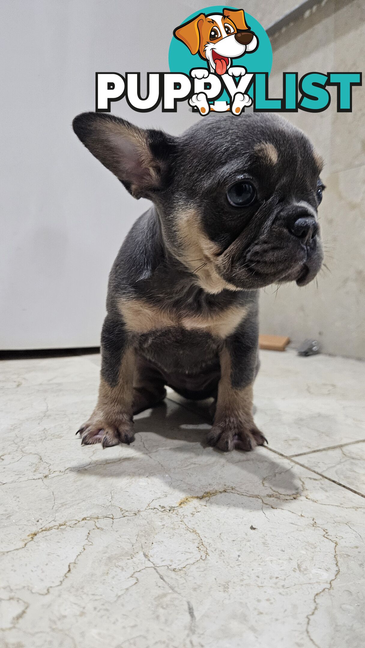 ** Adorable Purebred French Bulldog Puppies for Sale!**