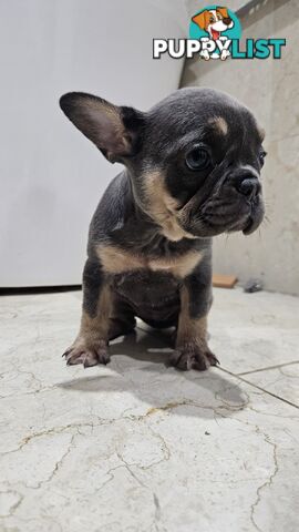 ** Adorable Purebred French Bulldog Puppies for Sale!**