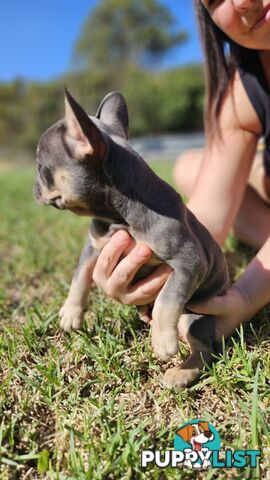 ** Adorable Purebred French Bulldog Puppies for Sale!**